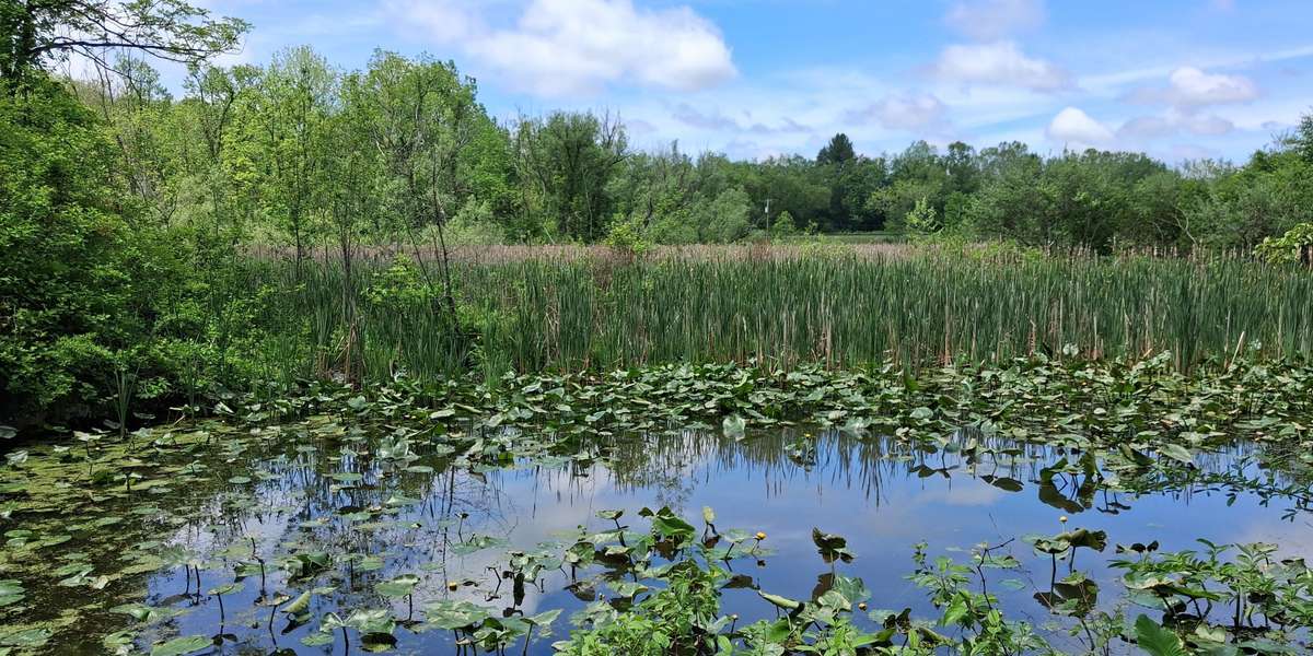 Beaver Marsh - South