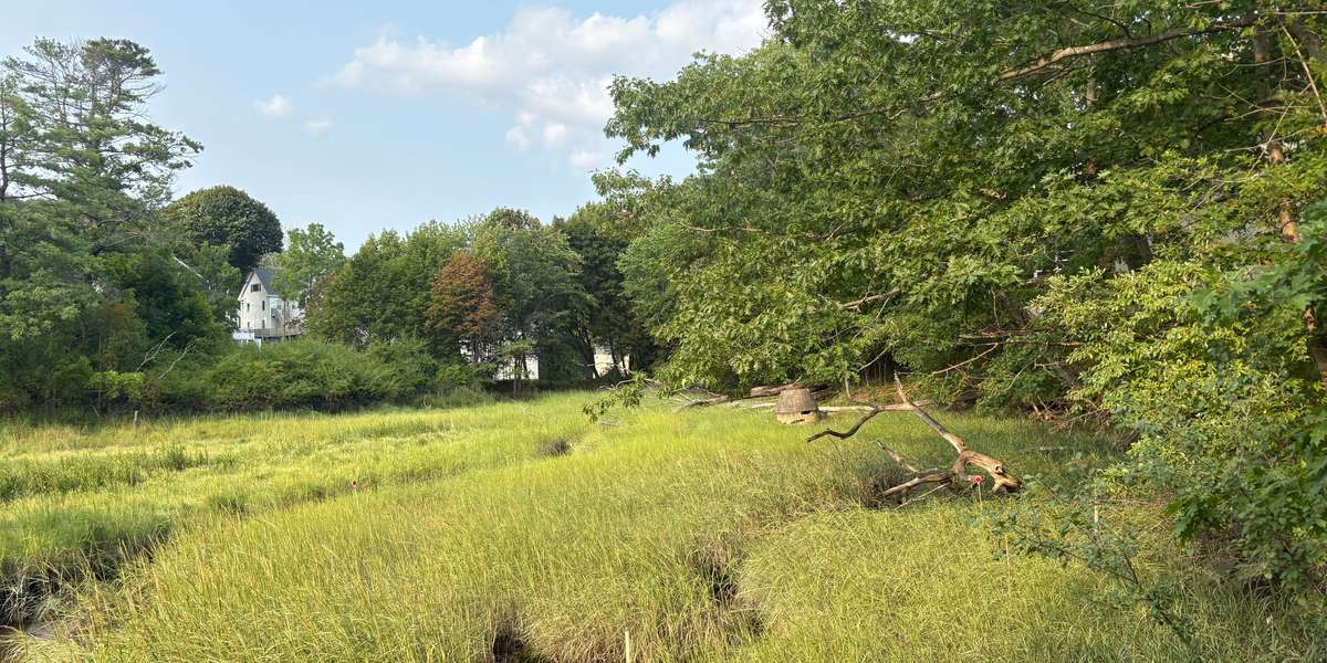 Salt Marsh View