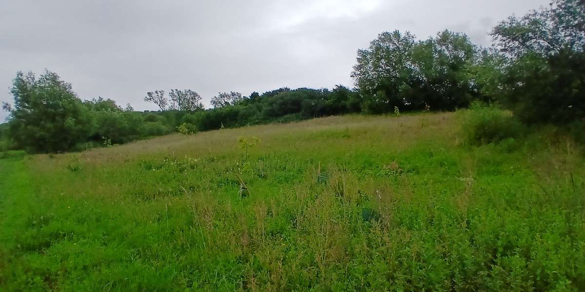 Bear Wood Oak Plantation 1
