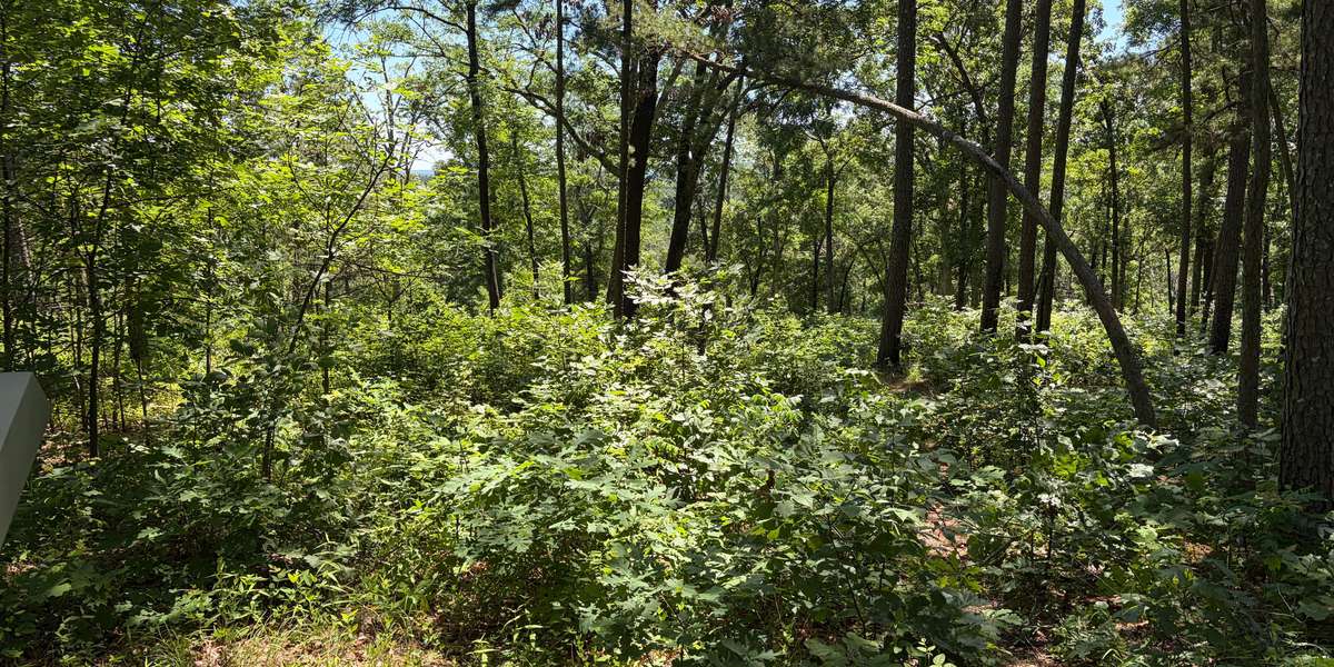 Overlook Trail