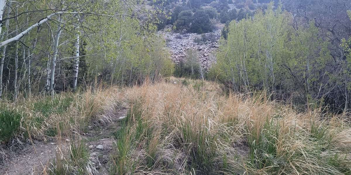 Upper Lehman Campground Wetland Restoration