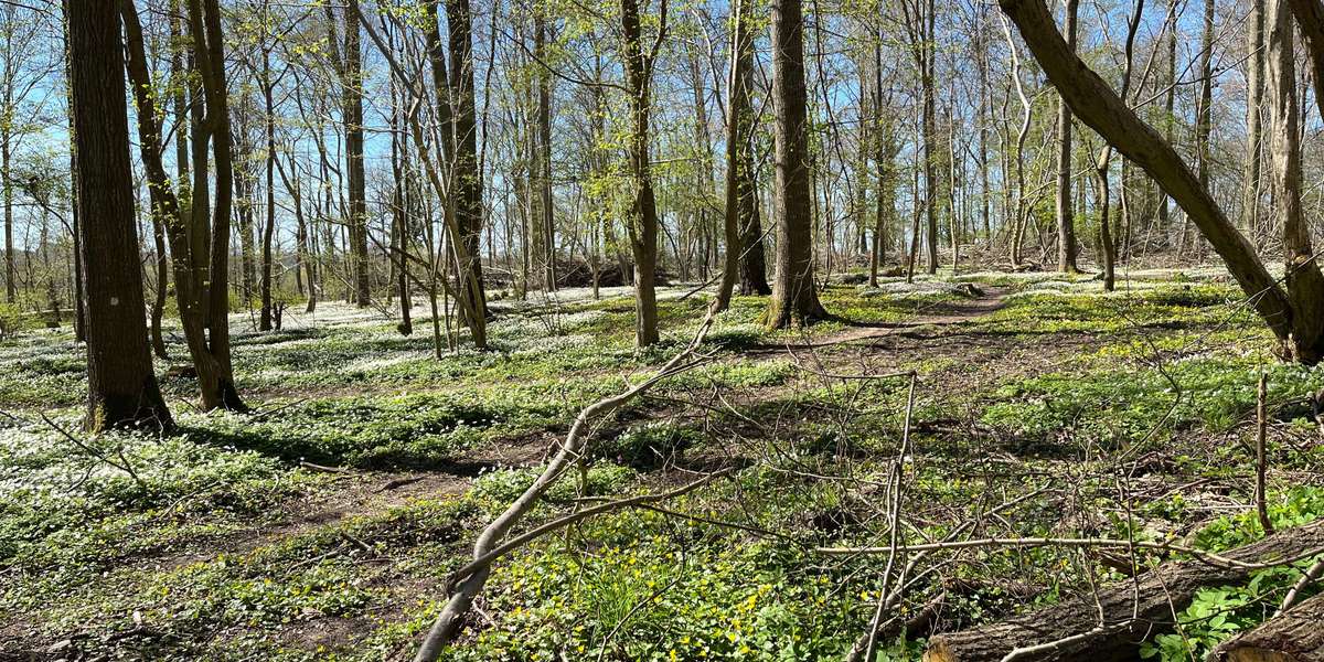 Stævningsskov i Boserup Skov