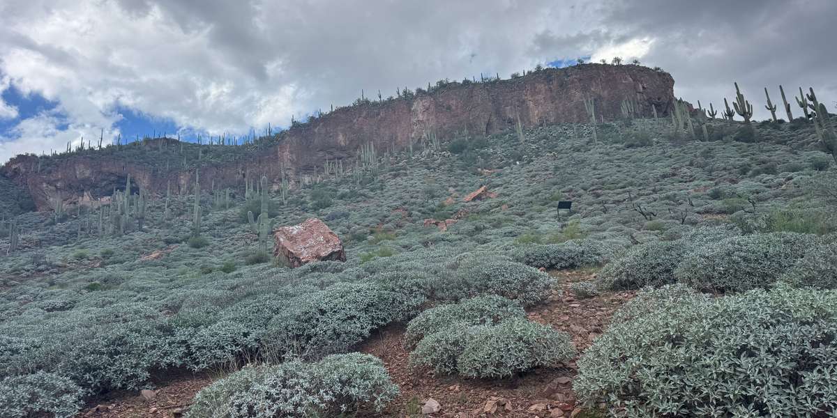 Post Woodbury Ecological Restoration