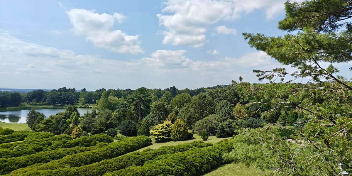 Hedge Letters: The Observation Tower