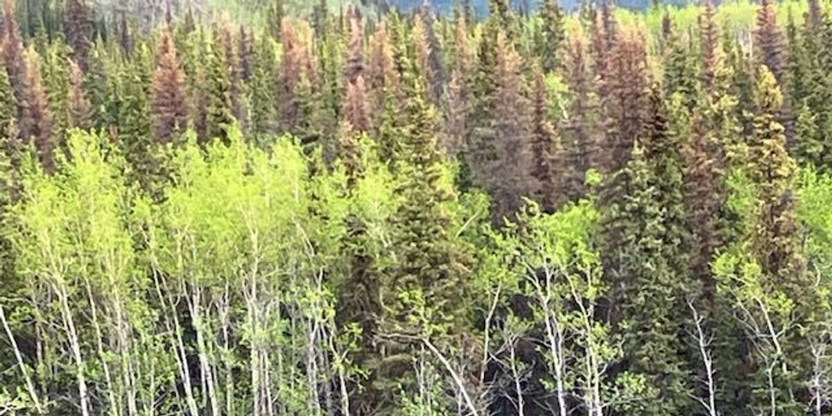 Nenana River Overlook