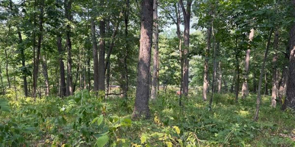 Floodplain Forest