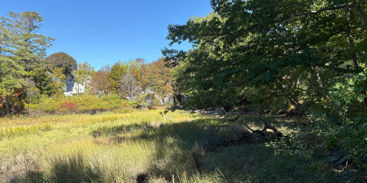 Salt Marsh View