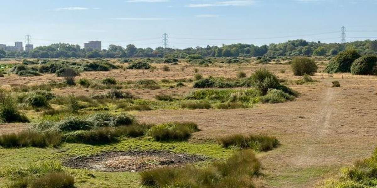 Staines Moor: Butts Mound