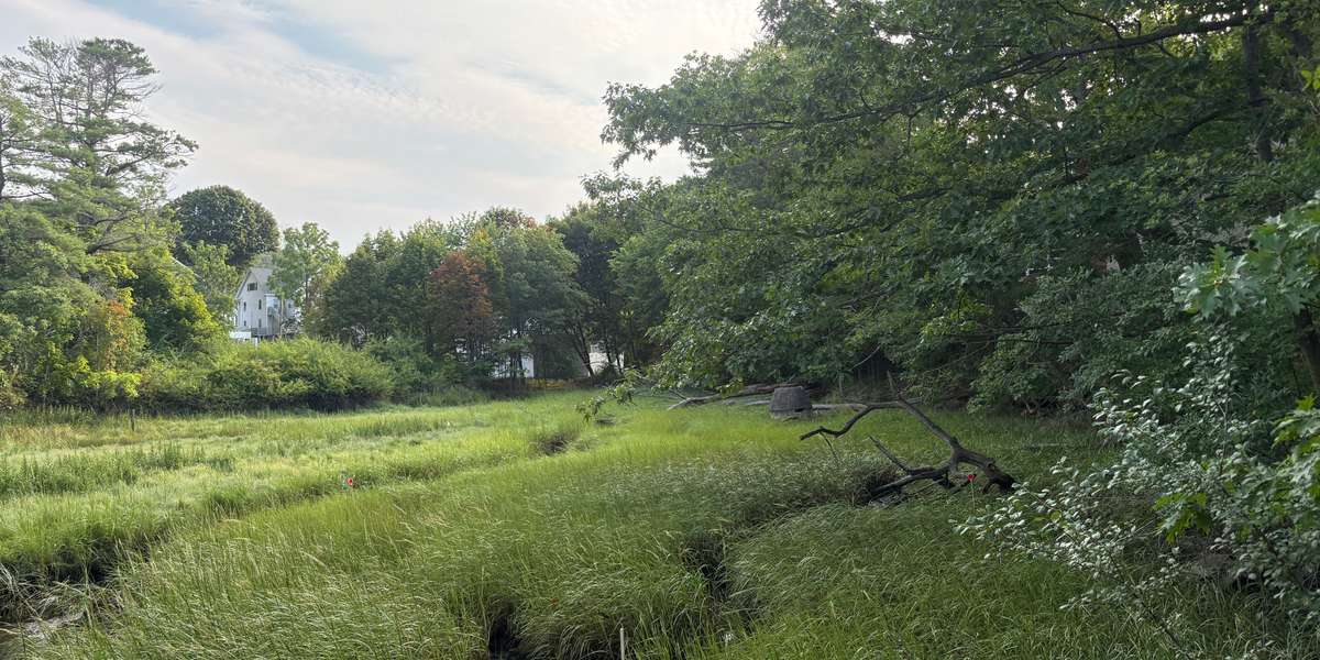 Salt Marsh View