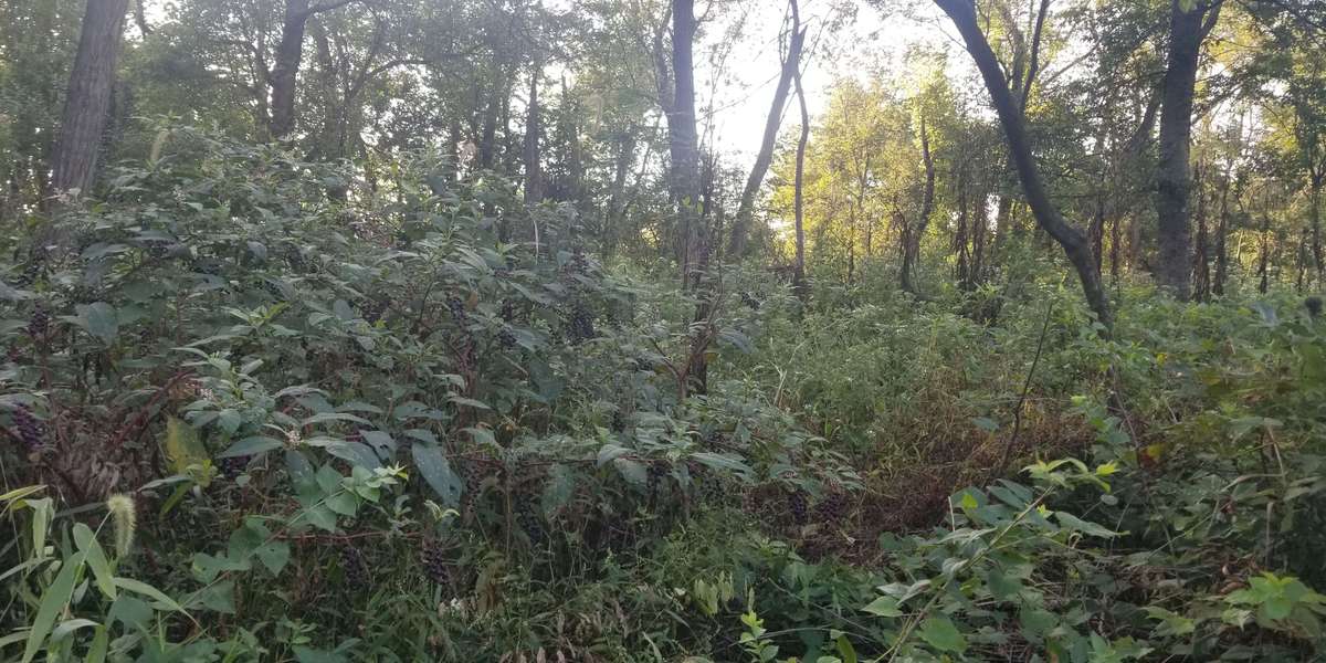 Cliff Cave Woodland- Mississippi Greenway