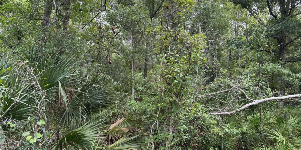 Florida Botanical Gardens Wetland Area