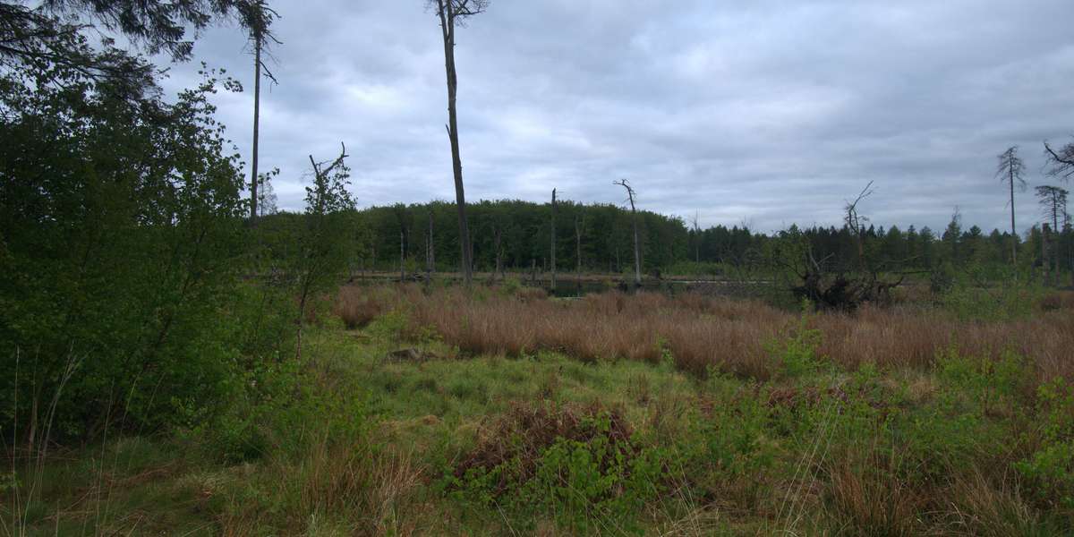 Maglemosen genopstår