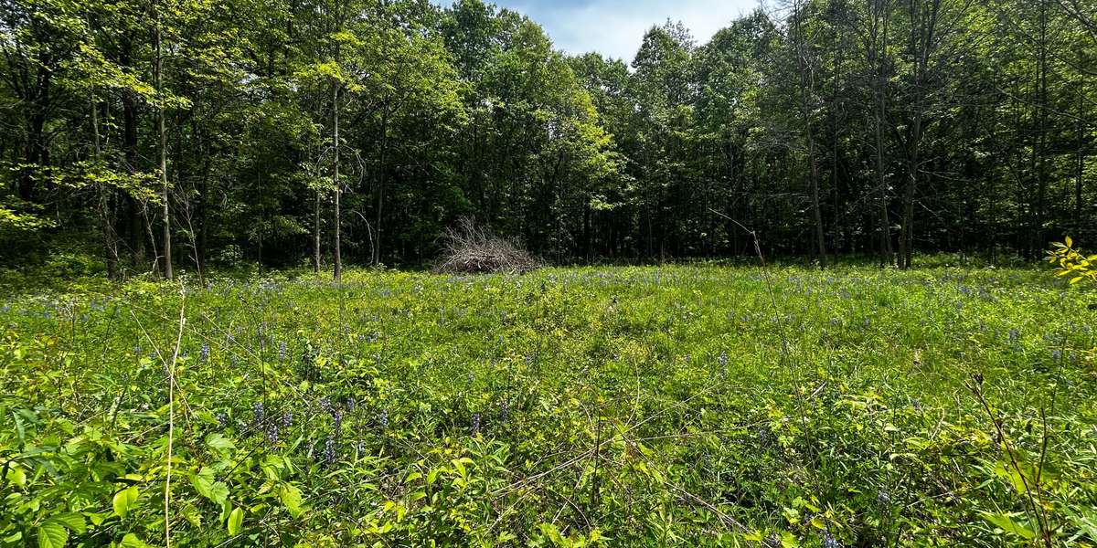 Wildlife Loop Trail Ojibway Park