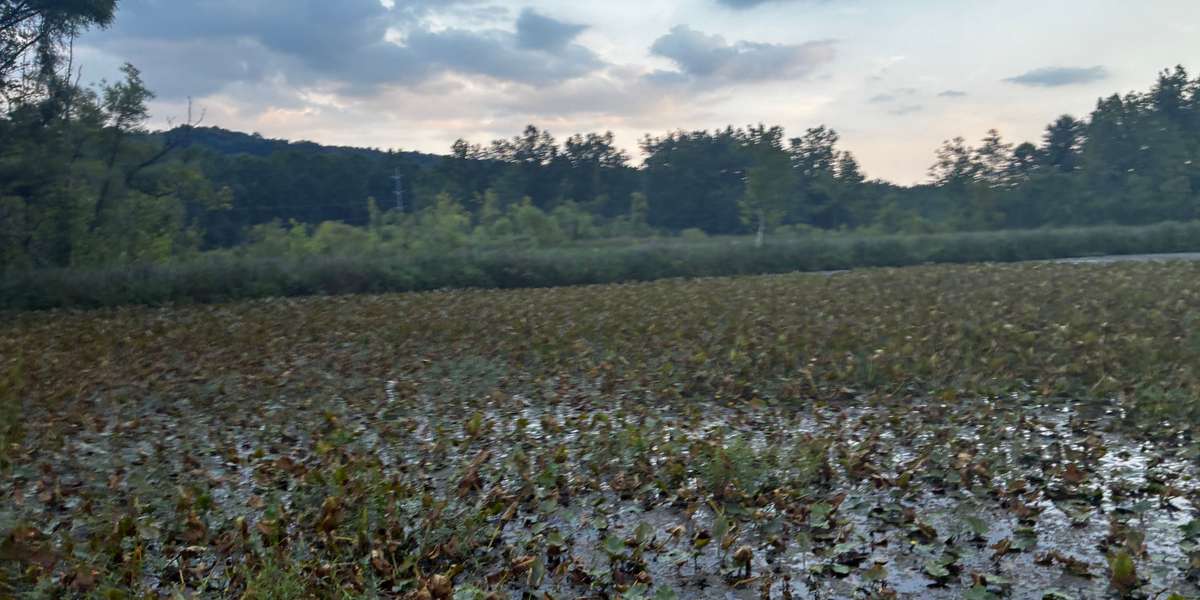Beaver Marsh - North