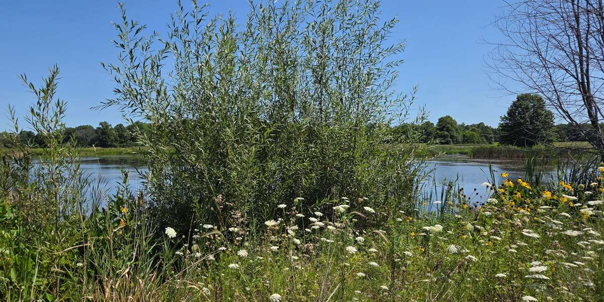 Litchfield Wetland Restoration