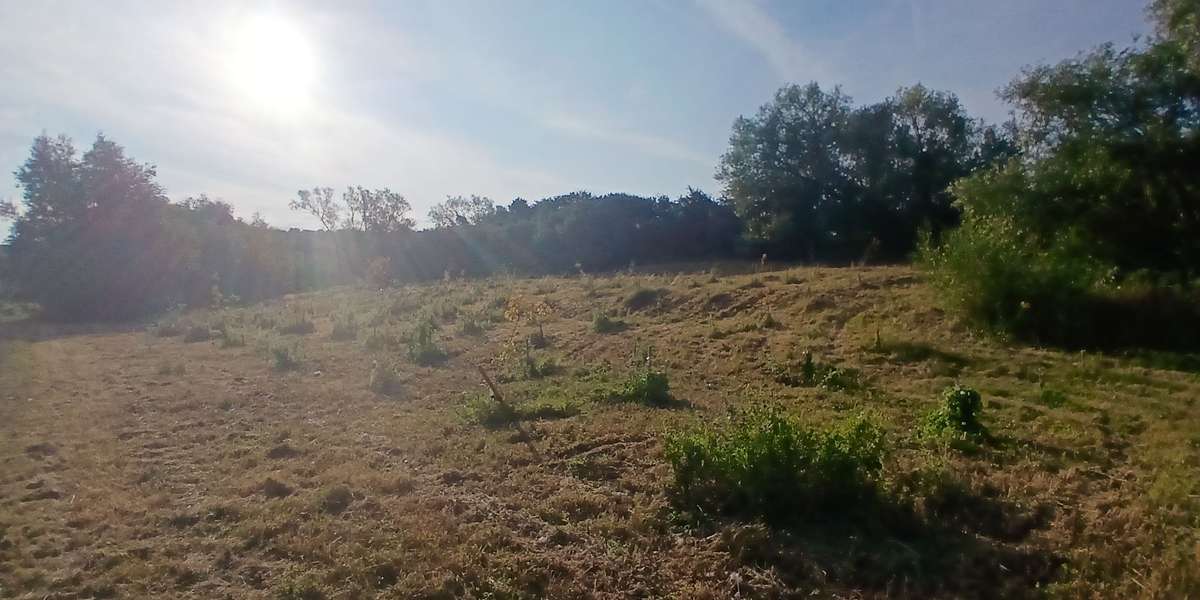 Bear Wood Oak Plantation 1