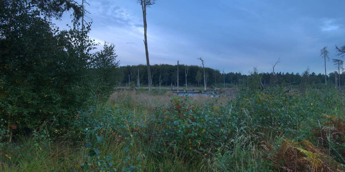 Maglemosen genopstår