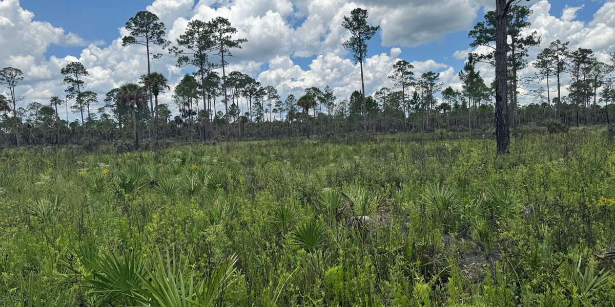 Tosohatchee WMA