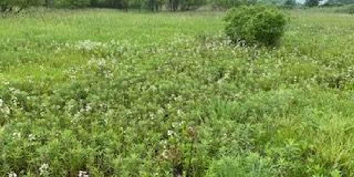 Marsh Wetland Boardwalk