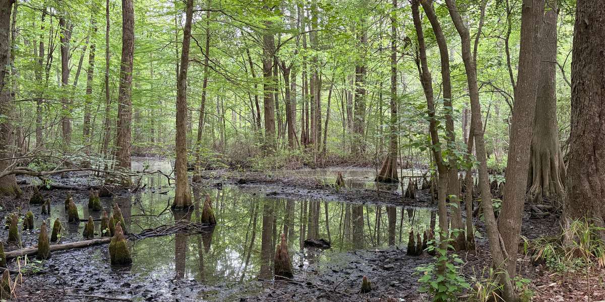Stumpy Lake Natural Area