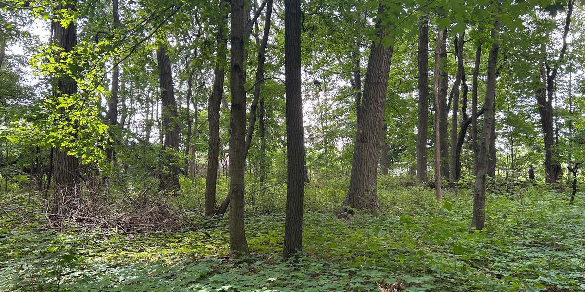 Campus Natural Area | Baker Woodlot