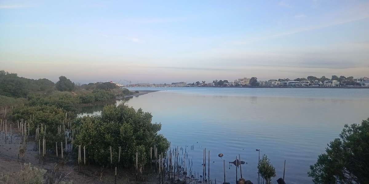 Sandy Point wetland revegetation