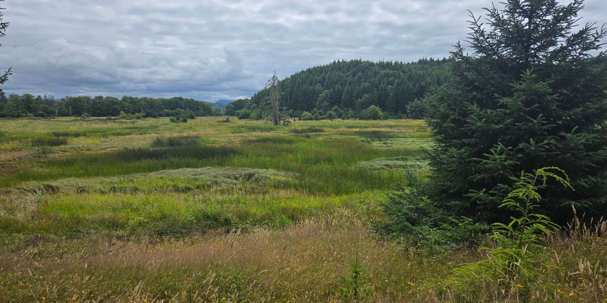 Colewort Creek Restoration Site at Lower Slough Trail