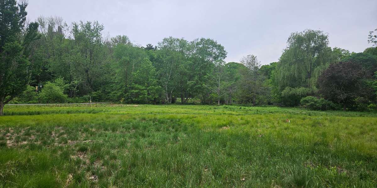 Meandering Meadow