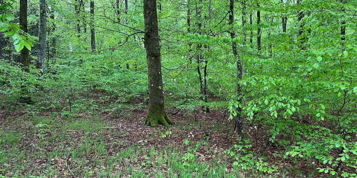 Rold Skov