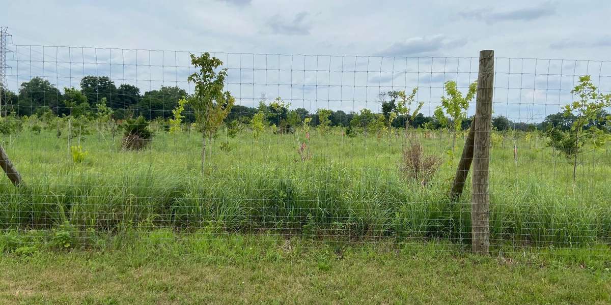 Raritan River Floodplain Reforestation Project