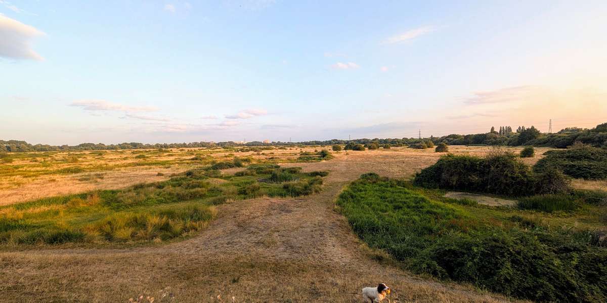 Staines Moor: Butts Mound