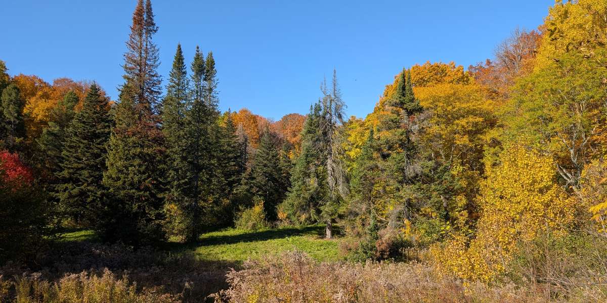 Morgan Arboretum