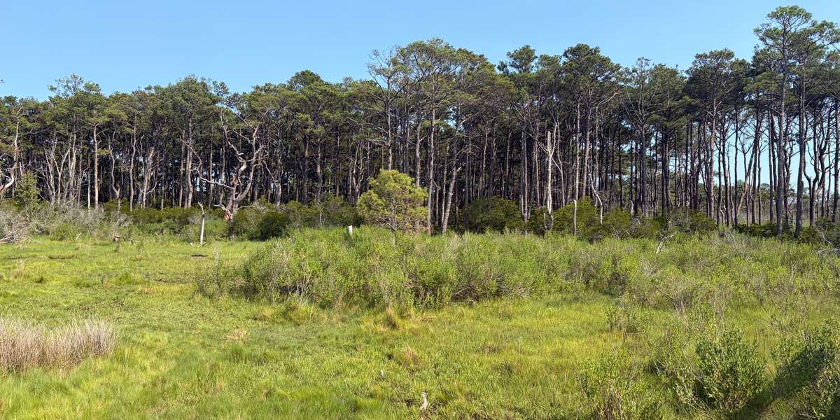 Assateague Island - Life of the Forest Trail