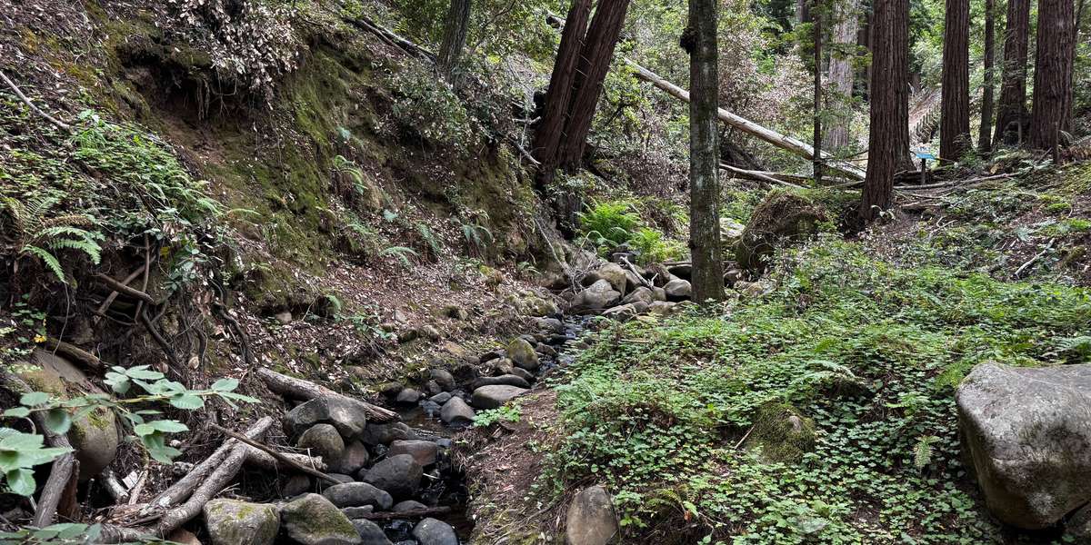 Filoli Spring Creek Trail