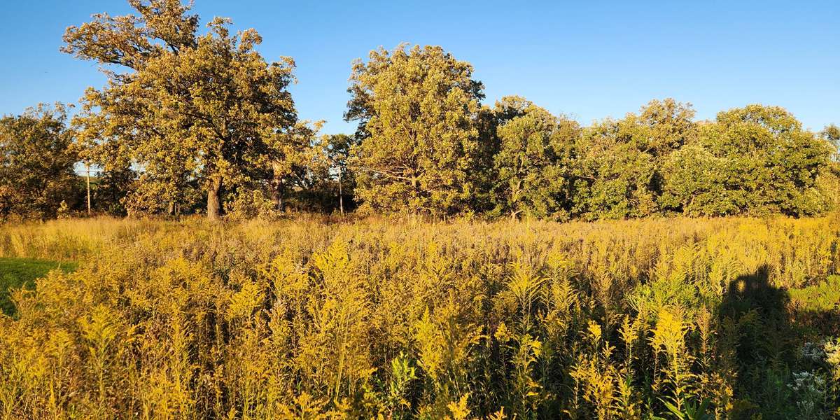 Pollinator Prairie- West