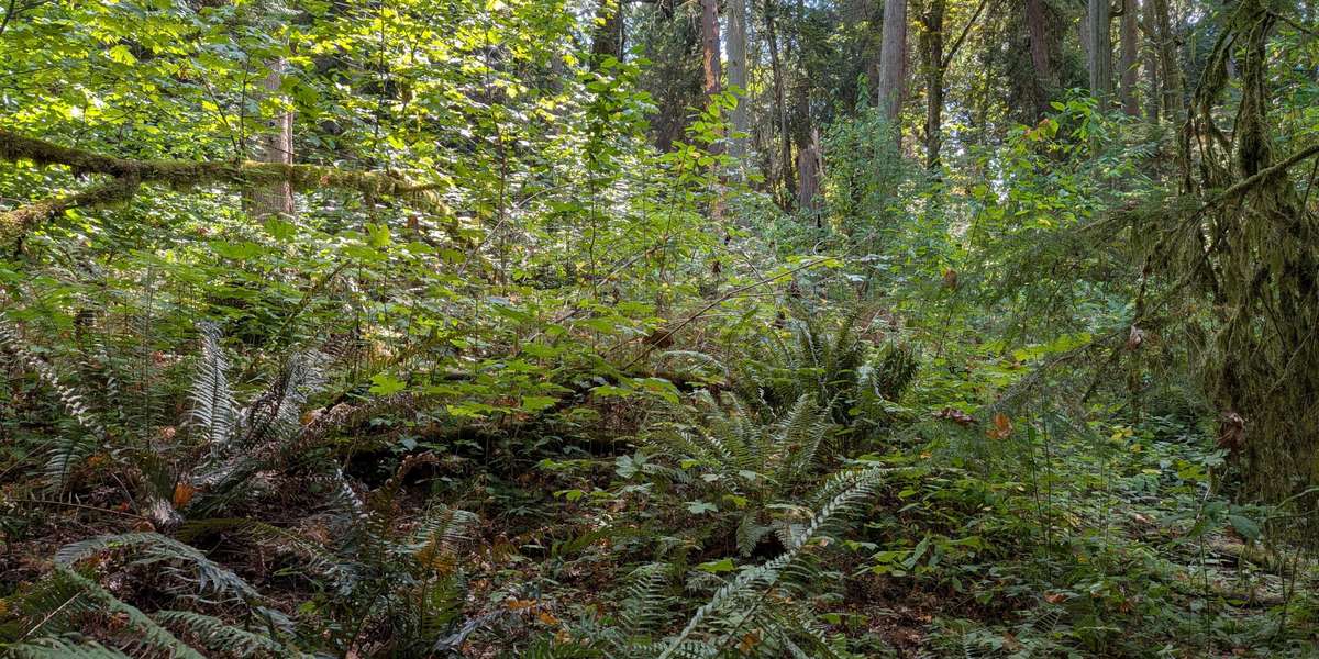 Hemlock Graveyard Regeneration