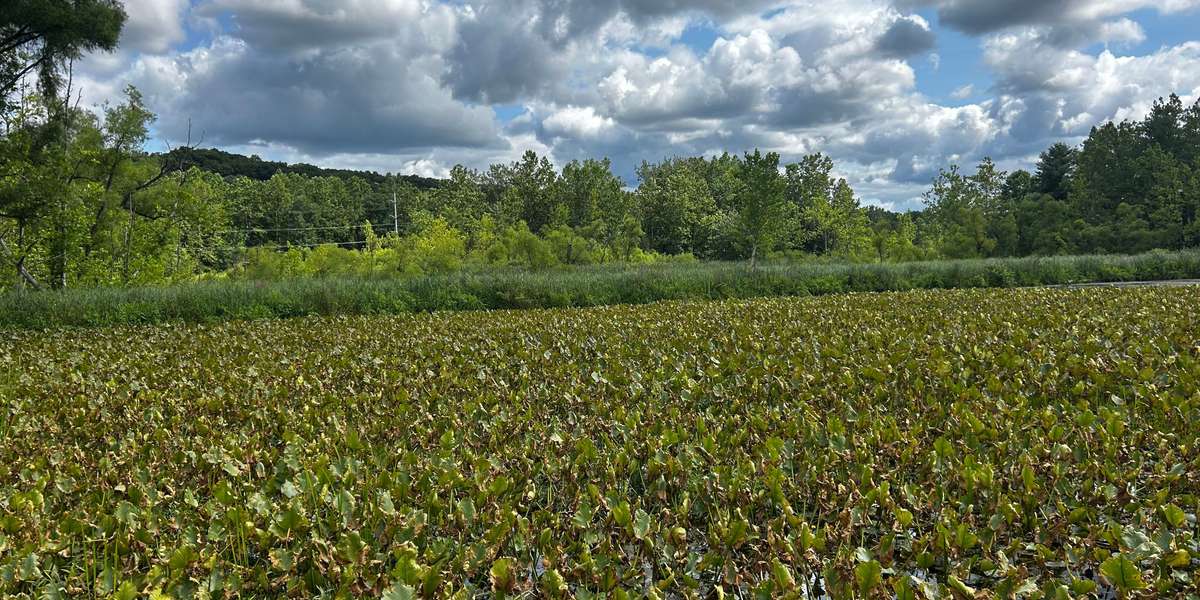 Beaver Marsh - North