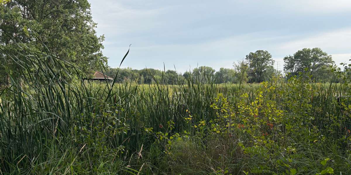 Springbrook Wetland