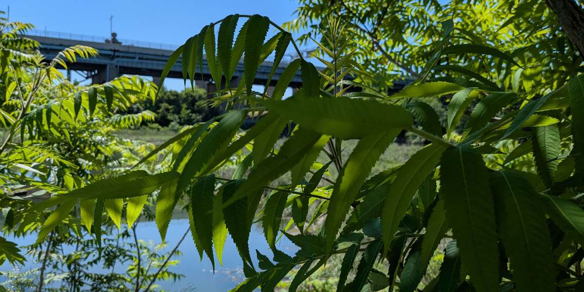 The Little Hell Gate Salt Marsh