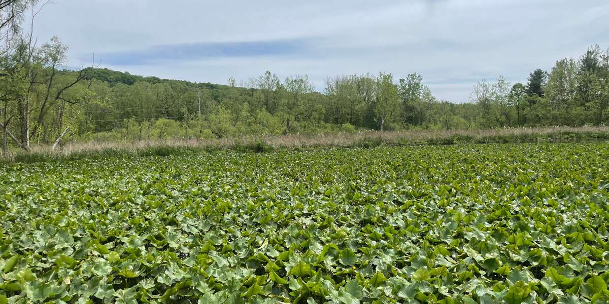 Beaver Marsh - North