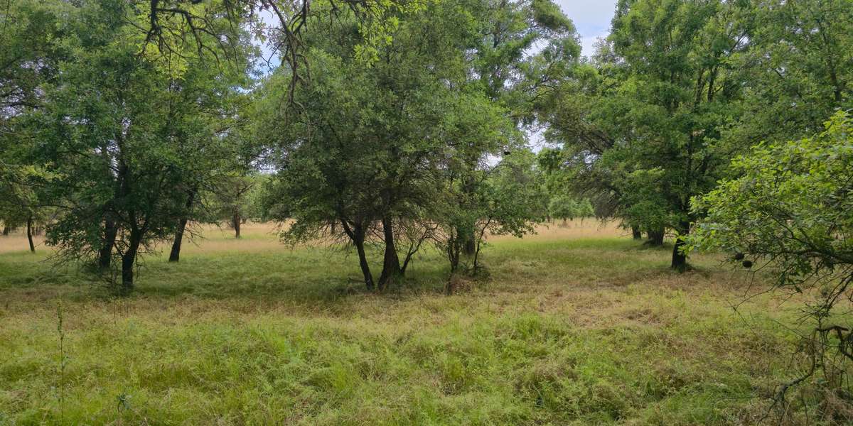 EarthSea Restoration Forest
