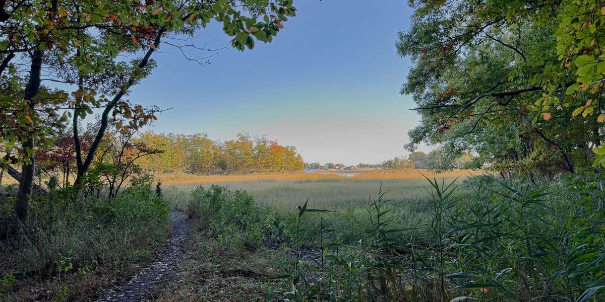 Marshlands Conservancy Saltmarsh