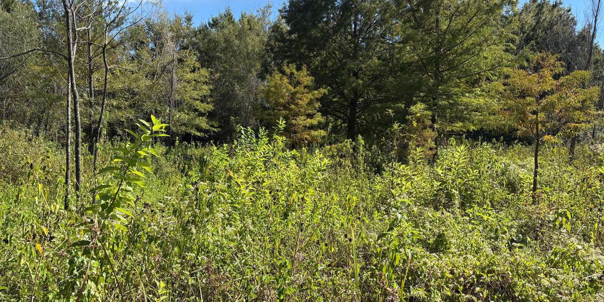 Buttonbush Boardwalk & Swamp