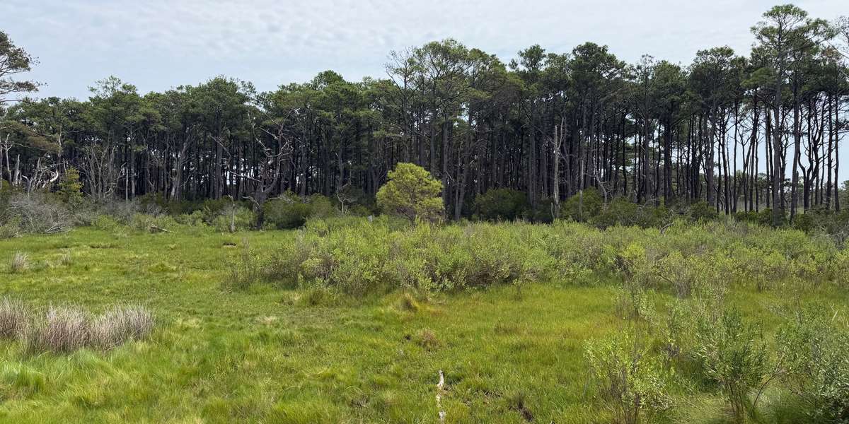 Assateague Island - Life of the Forest Trail