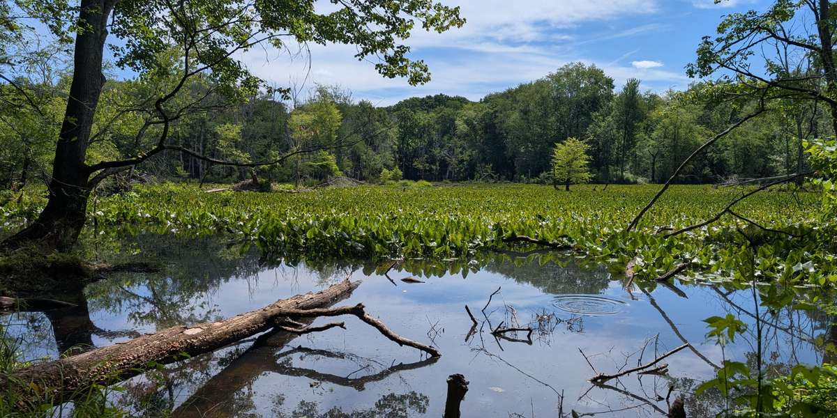SCNC Claypit Pond