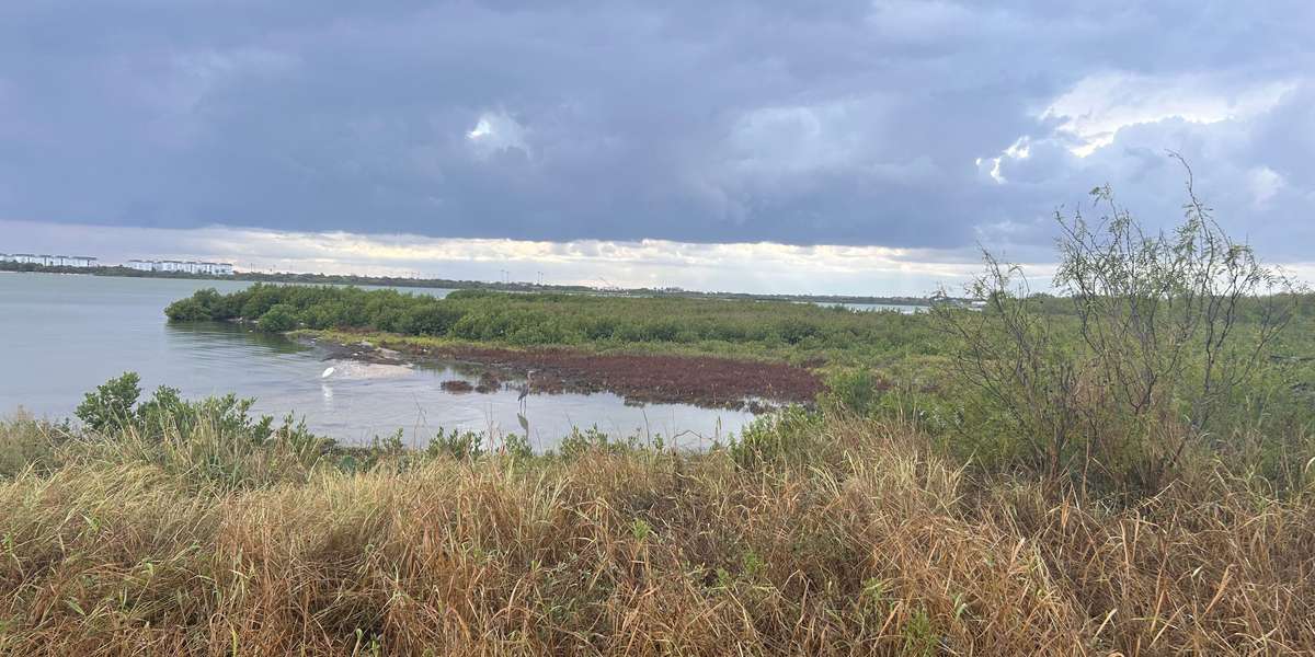 Oso Bay Tidal Flats