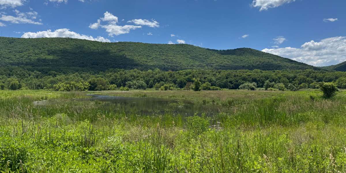 Robert Porter Allen Natural Area - Wetlands