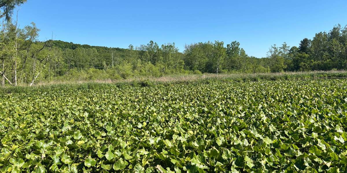 Beaver Marsh - North