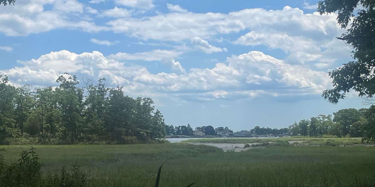 Marshlands Conservancy Saltmarsh