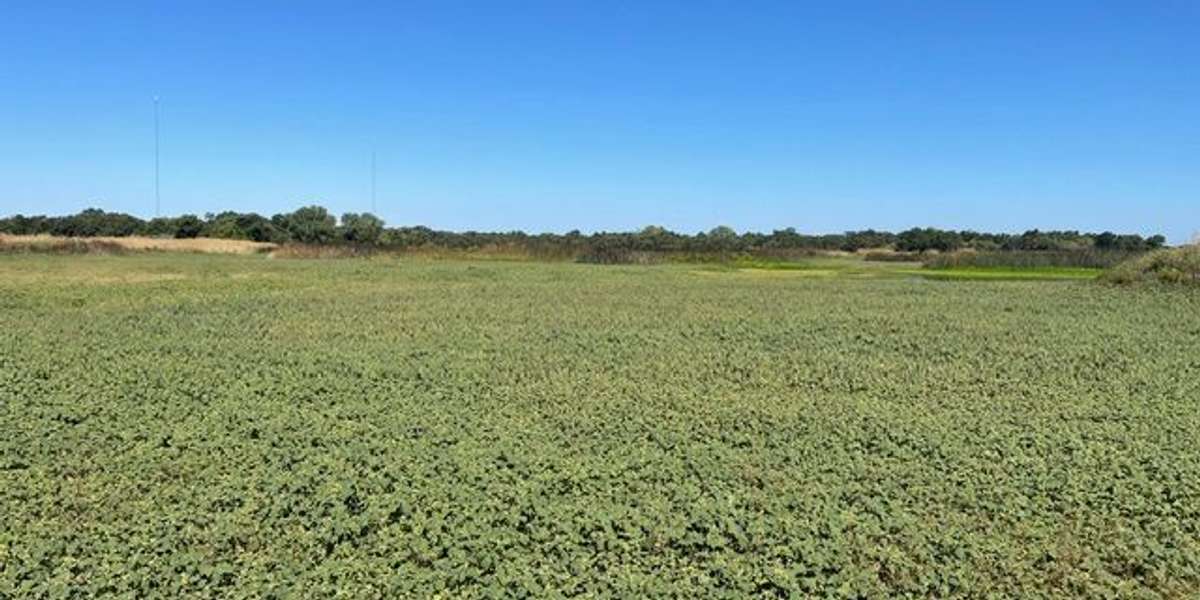 Wetlands from the Boardwalk Viewing Platform